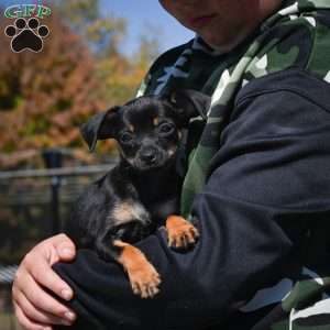 Tasha, Chihuahua Puppy