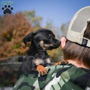 Tasha, Chihuahua Puppy