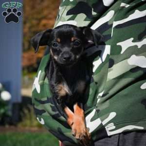 Tasha, Chihuahua Puppy