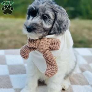 Bluebird, Goldendoodle Puppy