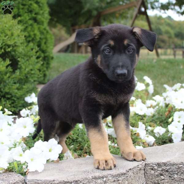 Milo, German Shepherd Puppy