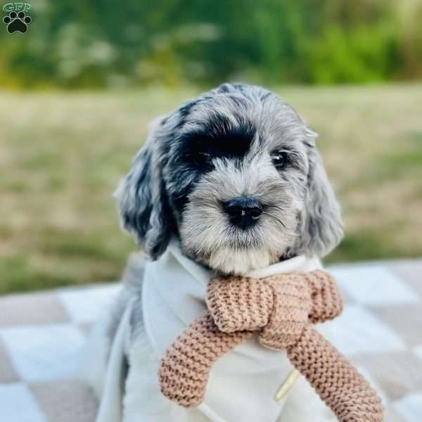 Bluebird, Goldendoodle Puppy