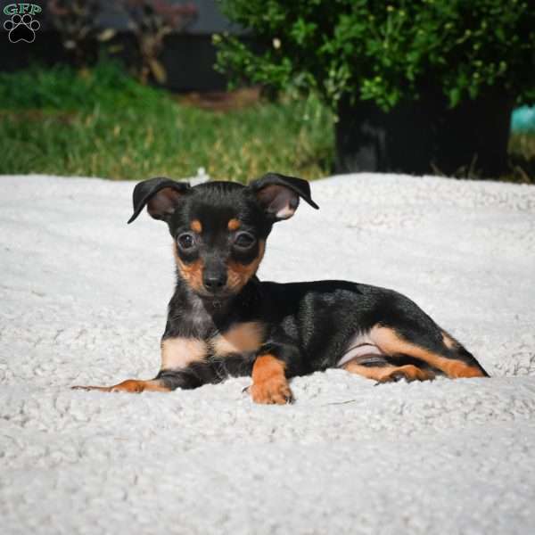 Tiger, Chihuahua Puppy