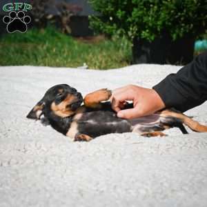 Tiger, Chihuahua Puppy