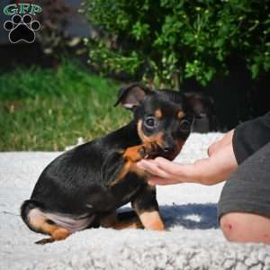 Tiger, Chihuahua Puppy