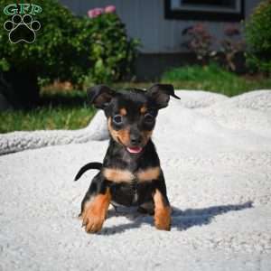Tiger, Chihuahua Puppy