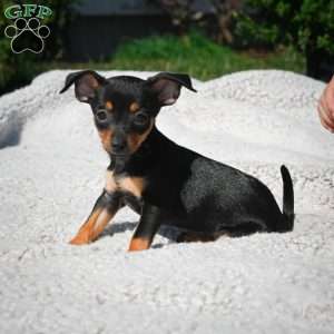 Tiger, Chihuahua Puppy