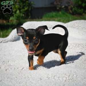 Tiger, Chihuahua Puppy