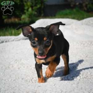 Tiger, Chihuahua Puppy