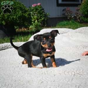 Tiger, Chihuahua Puppy