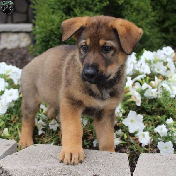 Charles, German Shepherd Puppy