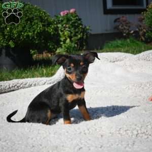 Tiger, Chihuahua Puppy