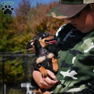 Tiger, Chihuahua Puppy
