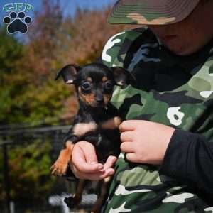 Tiger, Chihuahua Puppy