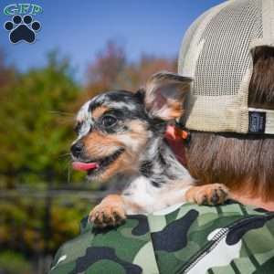 Tikki, Chihuahua Puppy
