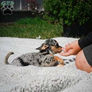 Tikki, Chihuahua Puppy