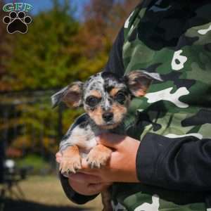 Tikki, Chihuahua Puppy