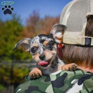Tikki, Chihuahua Puppy