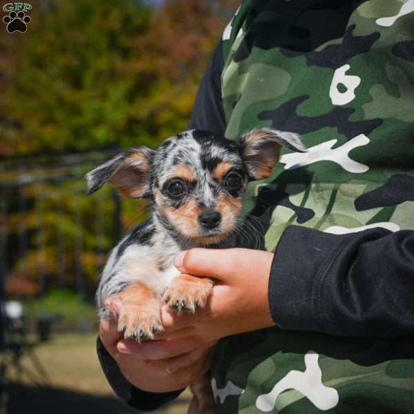 Tikki, Chihuahua Puppy