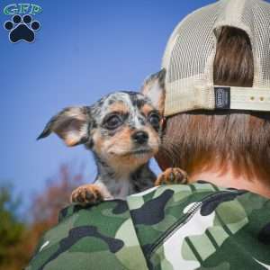 Tikki, Chihuahua Puppy