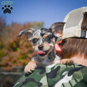 Tikki, Chihuahua Puppy