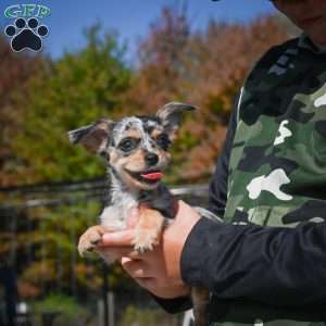 Tikki, Chihuahua Puppy
