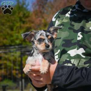 Tikki, Chihuahua Puppy