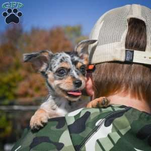 Tikki, Chihuahua Puppy