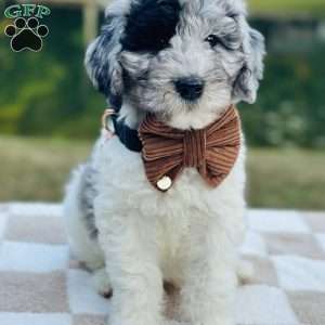 Eagle, Goldendoodle Puppy