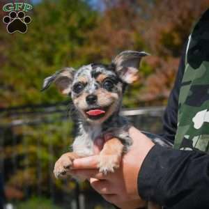 Tikki, Chihuahua Puppy