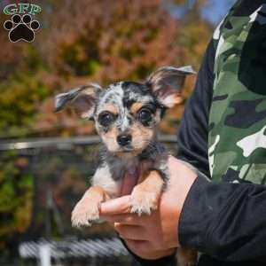 Tikki, Chihuahua Puppy