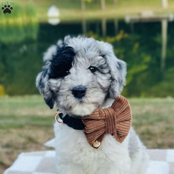 Eagle, Goldendoodle Puppy