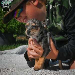 Tommy, Chihuahua Puppy
