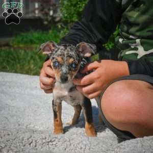 Tommy, Chihuahua Puppy