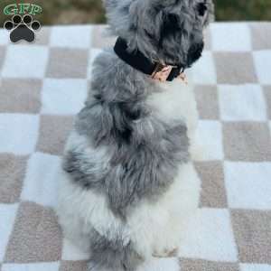Eagle, Goldendoodle Puppy