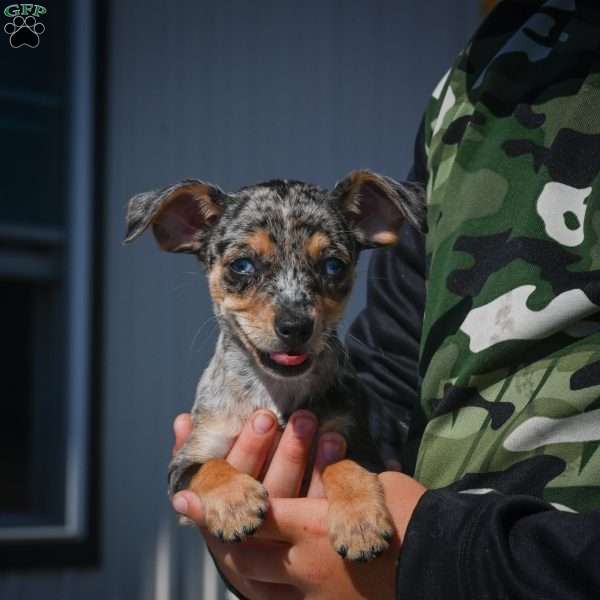 Tommy, Chihuahua Puppy