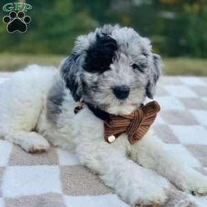 Eagle, Goldendoodle Puppy