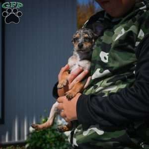 Tommy, Chihuahua Puppy