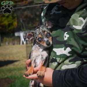 Tommy, Chihuahua Puppy