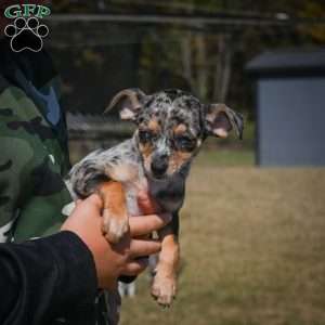 Tommy, Chihuahua Puppy