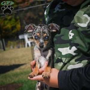 Tommy, Chihuahua Puppy