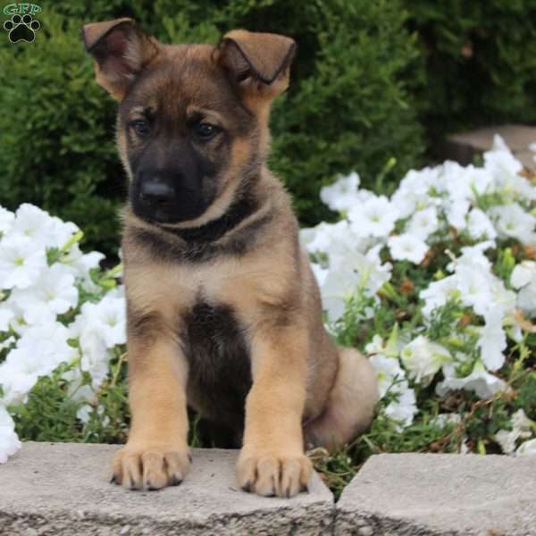 Thor, German Shepherd Puppy