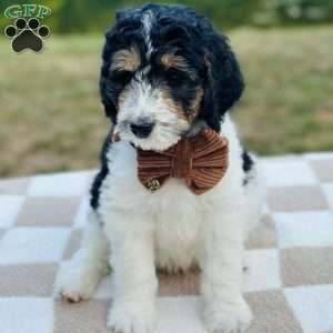 Finch, Goldendoodle Puppy