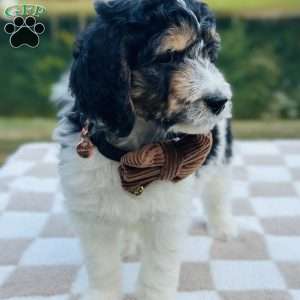 Finch, Goldendoodle Puppy