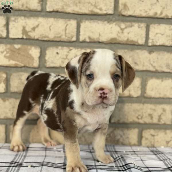 Doser, Beabull Puppy