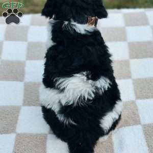 Finch, Goldendoodle Puppy