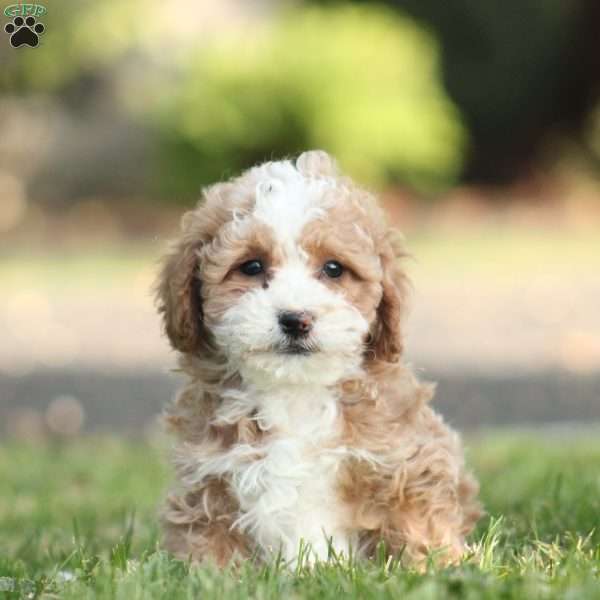 Bruno, Toy Poodle Mix Puppy