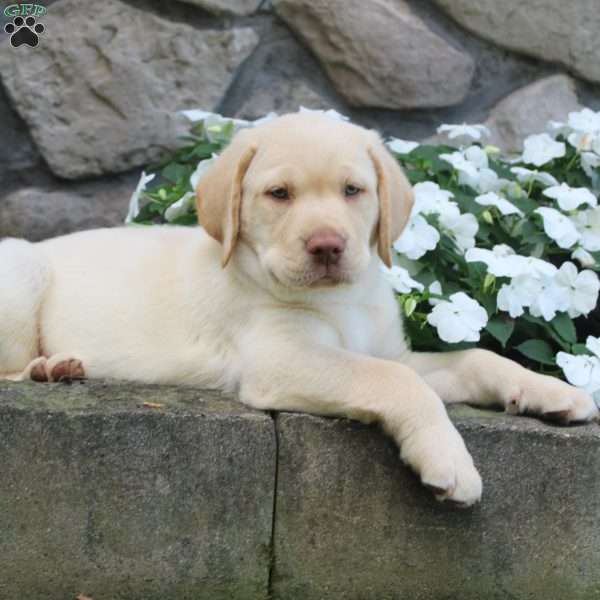 Monty, Yellow Labrador Retriever Puppy