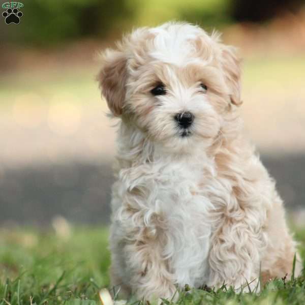 Daxter, Maltipoo Puppy