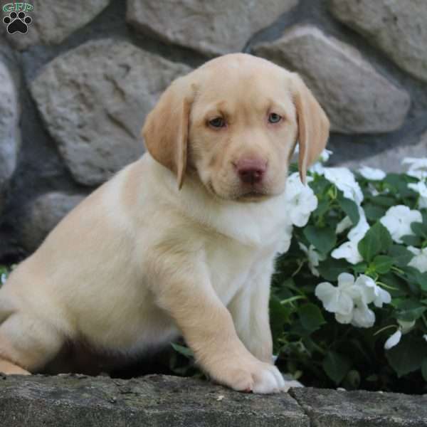 Ellie, Yellow Labrador Retriever Puppy